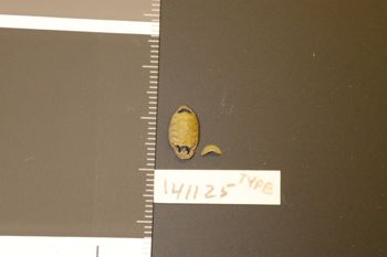 Media type: image;   Malacology 141125 Description: Preserved specimen.;